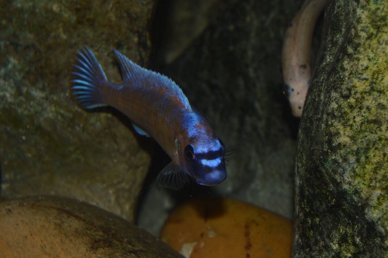 Labeotropheus trewavasae 'Lion's Cove'